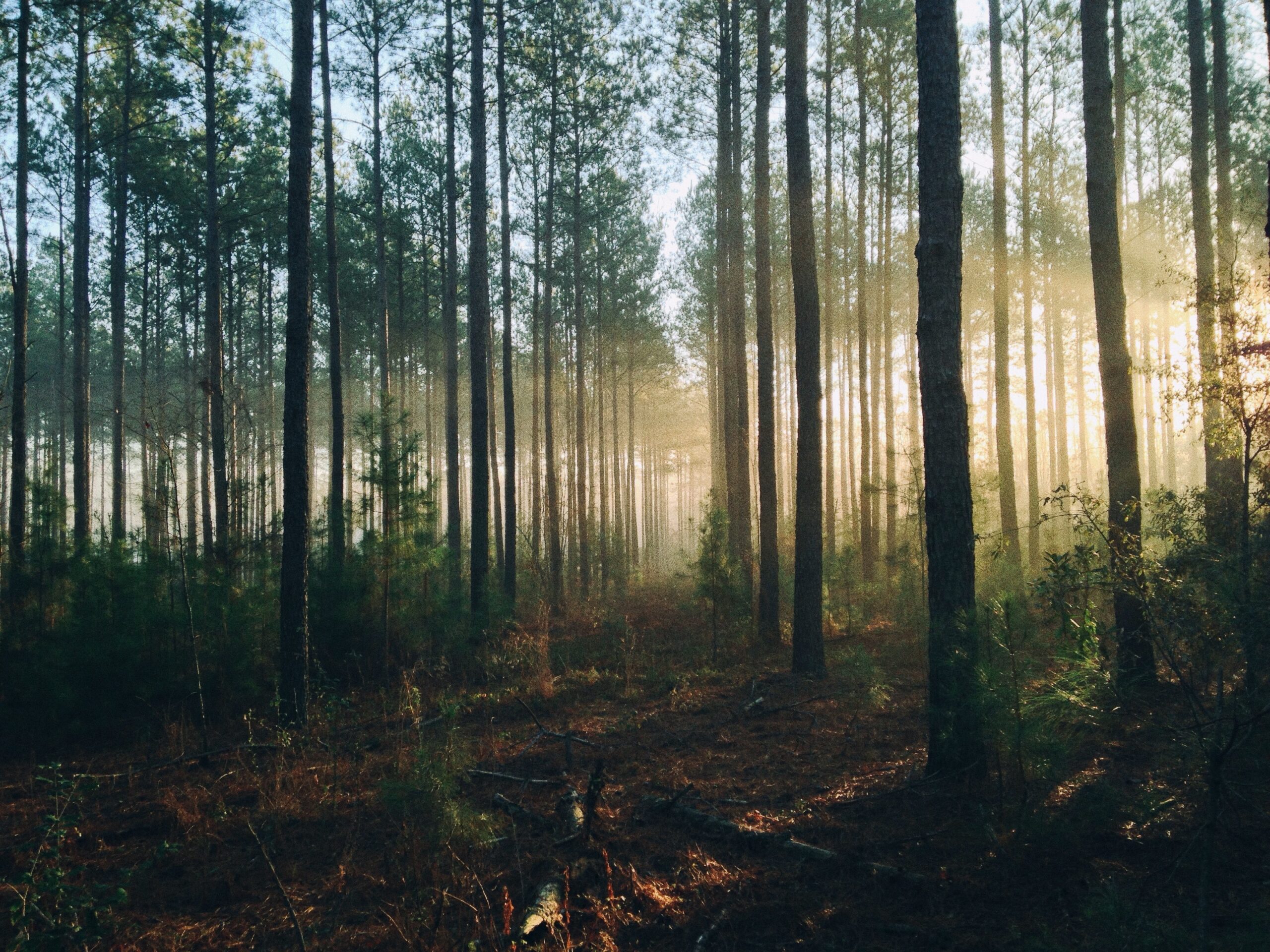 Exploring the Wonders of the Sundarban Forest