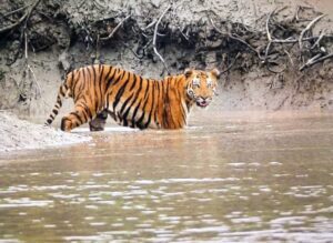 The picture of this tiger was taken from the Sundarbans forest.